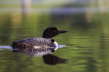 A common loon is shown on the water at Wilson State Park in Clare County.