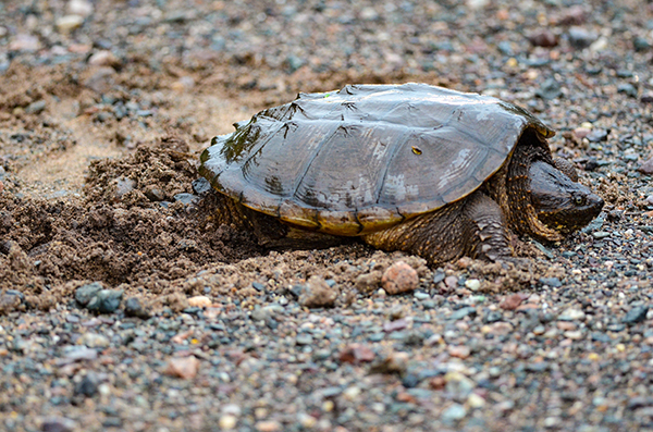 A common snapping turtle is shown digging at a gravel nest site in Schoolcraft County.
