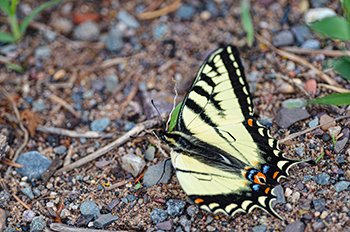 A swallowtail butterfly is shown on a gravel road in the Upper Peninsula.