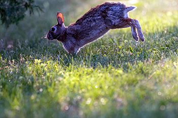 A cottontail rabbit takes a leap.