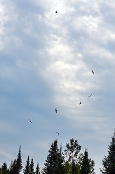 Nighthawks circle in the skies over M-95 in Dickinson County.