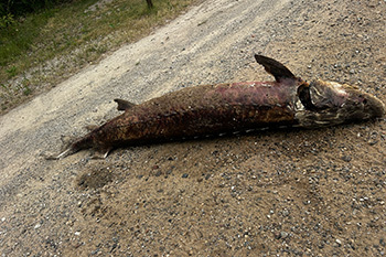 A 71-inch lake sturgeon was dumped on a road in Muskegon County in the early hours of Friday, July 17. 