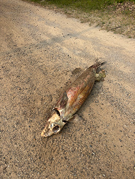 Michigan Department of Natural Resources officials are investigating a lake sturgeon that was found on Durham Road in Whitehall (Muskegon County). 