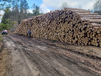 Workers stand and talk near a pile of cut logs.