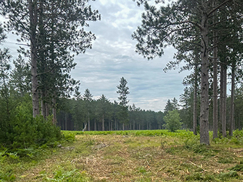 A savanna created within the Hiawatha National Forest in the Upper Peninsula is shown.
