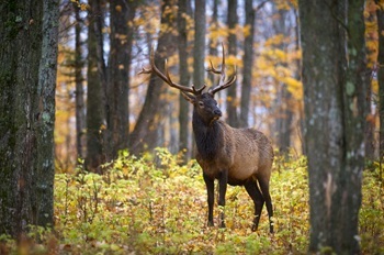 a mature elk with at least a 10-point rack stands in a gold-hued autumn forest in Michigan
