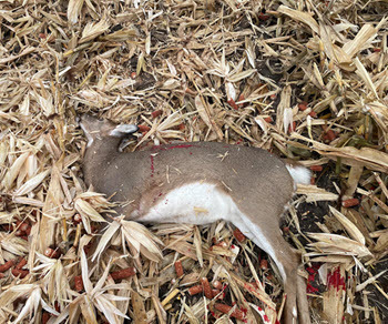 dead deer in a corn field