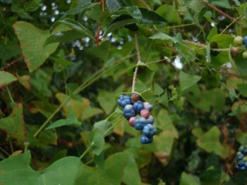 Mile-a-minute weed vine with a cluster of blue fruit.