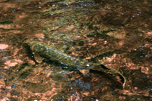 A spawning lake sturgeon in the Sturgeon River in Baraga County.