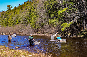 A scene from Michigan DNR efforts to capture spring-spawning lake sturgeon for egg collection and tagging in the Sturgeon River in Baraga County.