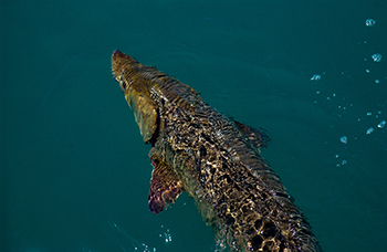 A lake sturgeon captured during a sturgeon setline survey in the St. Clair River system.