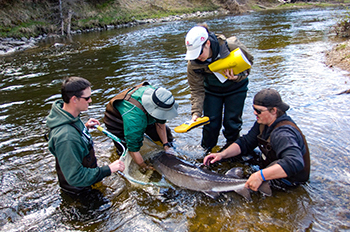 A lake sturgeon captured during a survey on the Black River in Cheboygan County.
