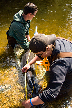 Researchers measure a lake sturgeon in the Black River in Cheboygan County.