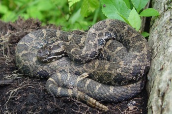 Massasauga