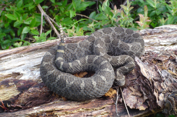 Massasauga 2