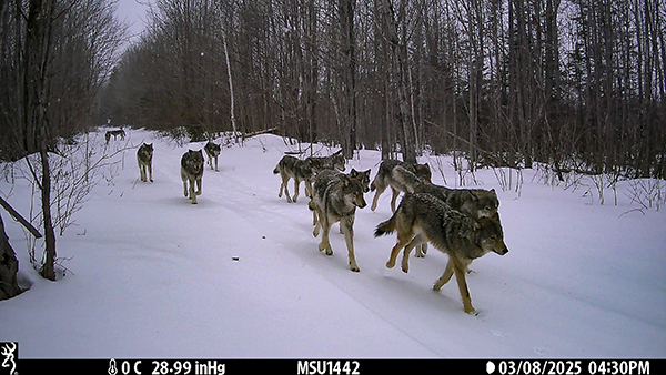 A wolf pack in the Upper Peninsula is shown walking down a road on a late winter day.