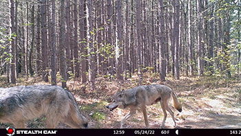 Two gray wolves move past a trail camera as part of the wolf camera survey.