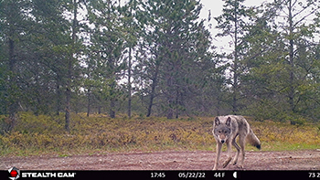 A gray wolf looks at a trail camera as it takes its picture in 2022.
