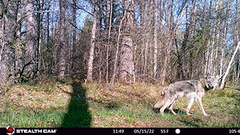A gray wolf is captured on a trail camera in 2022 as part of the wolf camera survey.