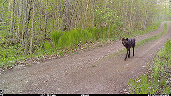 A black gray wolf walks along a dirt road in 2024.