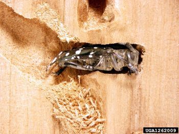 A closeup of a split log showing an adult Asian longhorned beetle that has nearly completed a tunnel to the tree's bark.