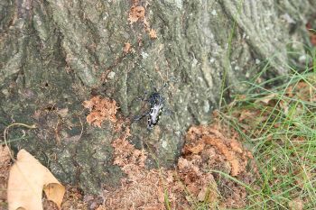 An adult Asian longhorned beetle at the base of a tree surrounded by frass.