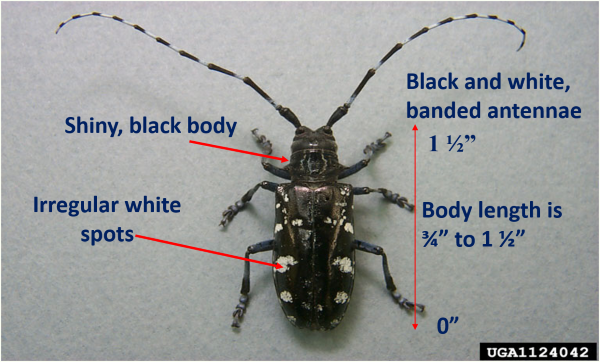 An infographic showing an adult Asian longhorned beetle and its identifying features.