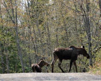 Moose and calf