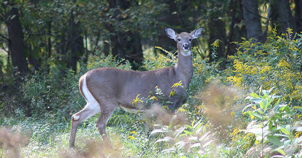 antlerless deer in forest