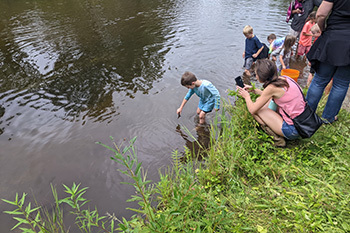 Lake sturgeon being released into the Black River.