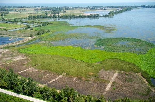 Pointe Mouillee coastal marsh