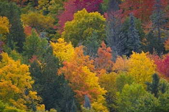 Green, gold, orange, amber and burgundy colors mark the dense fall forest in Ontonagon County, Michigan