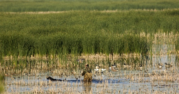 a waterfowl hunter dressed in camo stands in the marsh at Pointe Mouillee State Game Area