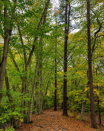 trees in the woods