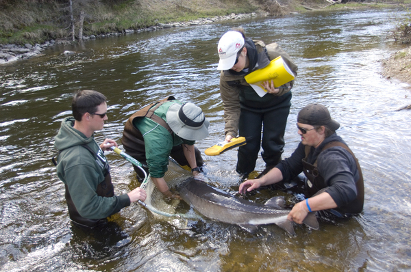 A lake sturgeon captured during a survey on the Black River (Cheboygan County).