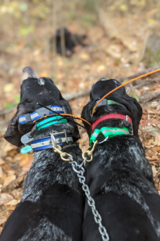 Dogs tracking bear