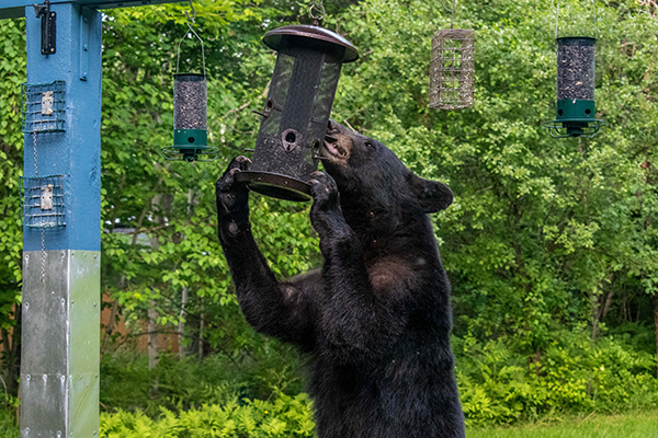 A black bear invites itself to dinner at a bird feeding station in Marquette County.