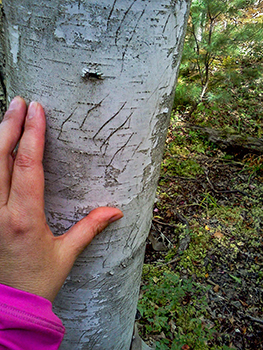 Black bear scratch marks are shown on the trunk of a tree.