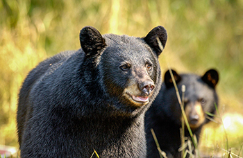 A black bear sow and a cub stand in an open area.