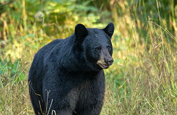 A Michigan black bear is shown at the edge of a forest.