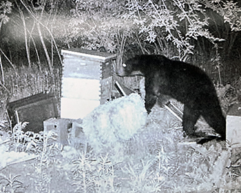 A black bear is shown in a nighttime image raiding bee hives in southeast Michigan.