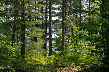 State forest 