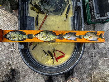 Two crappies and two bluegills captured during a lake survey are shown.