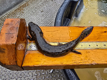 A mudpuppy captured in Secord Lake is shown before being released.