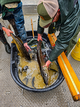 Fish captured during a fish survey on Sanford Lake are shown.