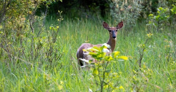 Roadside deer