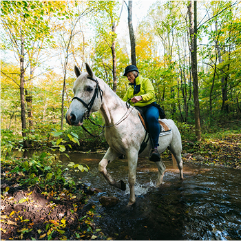 A horseback rider enjoying a trail