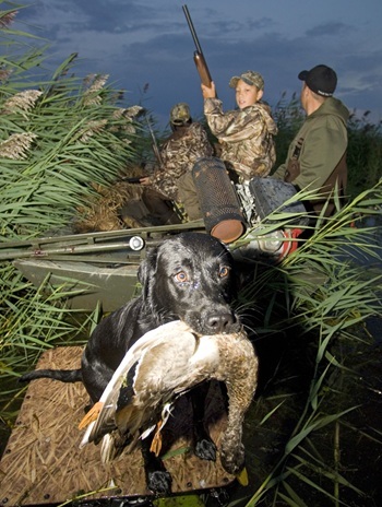 a man and young boy dressed in camo are in a duck blind covered in invasive phragmite plants, and a black dog has a duck in its mouth