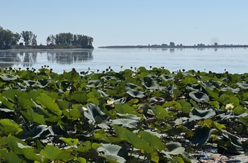 American lotus (Nelumbo lutea), a large green umbrella-like plant with yellow flowers, flourishes at the Huron River mouth at Pointe Mouillee
