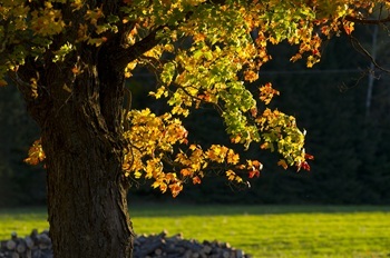 green, gold and orange leaves hang off the lower branches of a large, mature tree with thick, dark bark in an open, grassy area